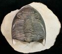 Zlichovaspis Trilobite - Foum Zguid #10525-4